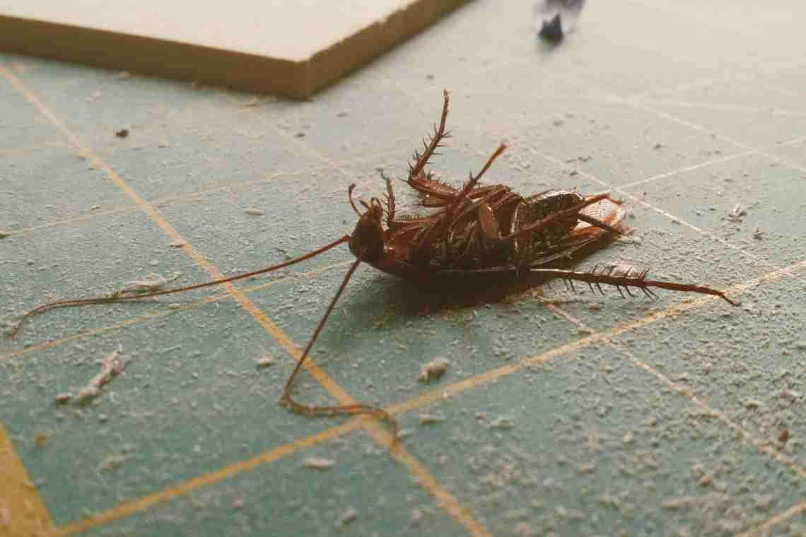 Борьба с тараканами в домашних условиях