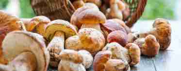 Белый гриб: польза, пищевая ценность, калорийность, применение