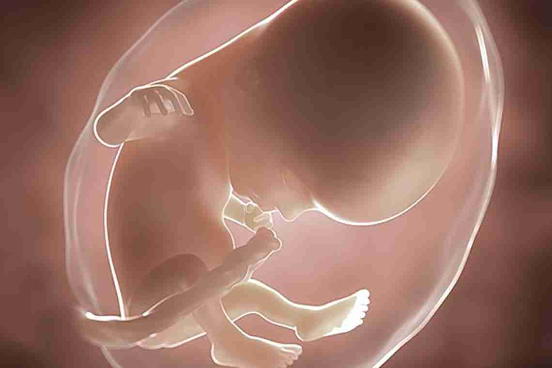 14 недель беременности: ощущения, развитие плода