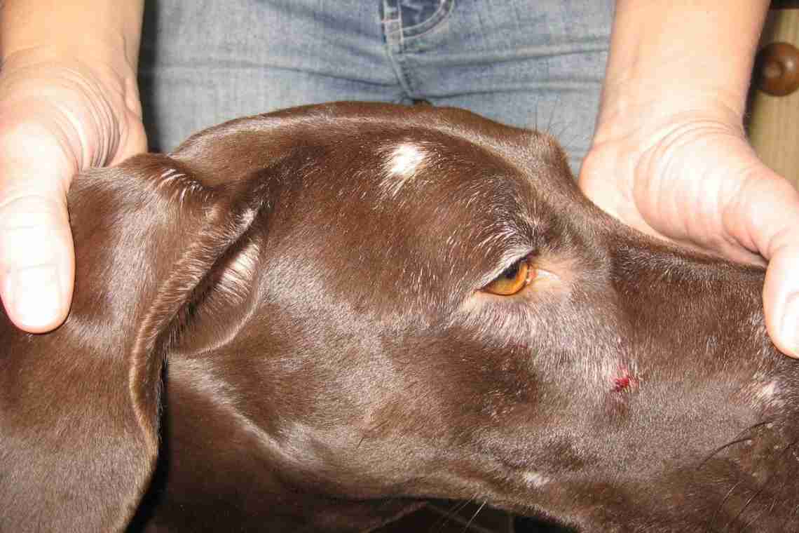 Демодекоз у собак – основные признаки и лечение