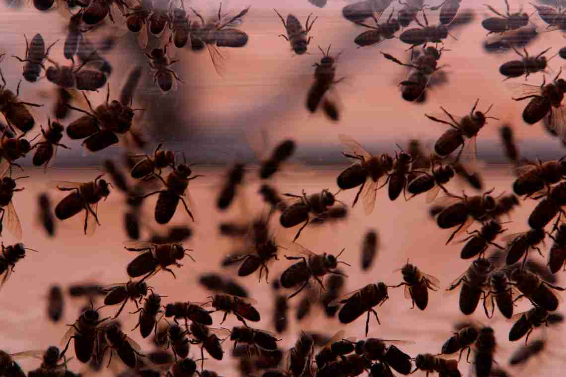 Боязнь насекомых и как от нее избавиться