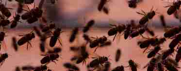 Боязнь насекомых и как от нее избавиться