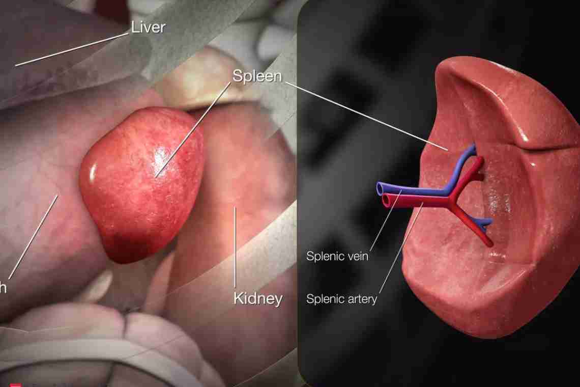 заболевание селезенки - симптомы и лечение