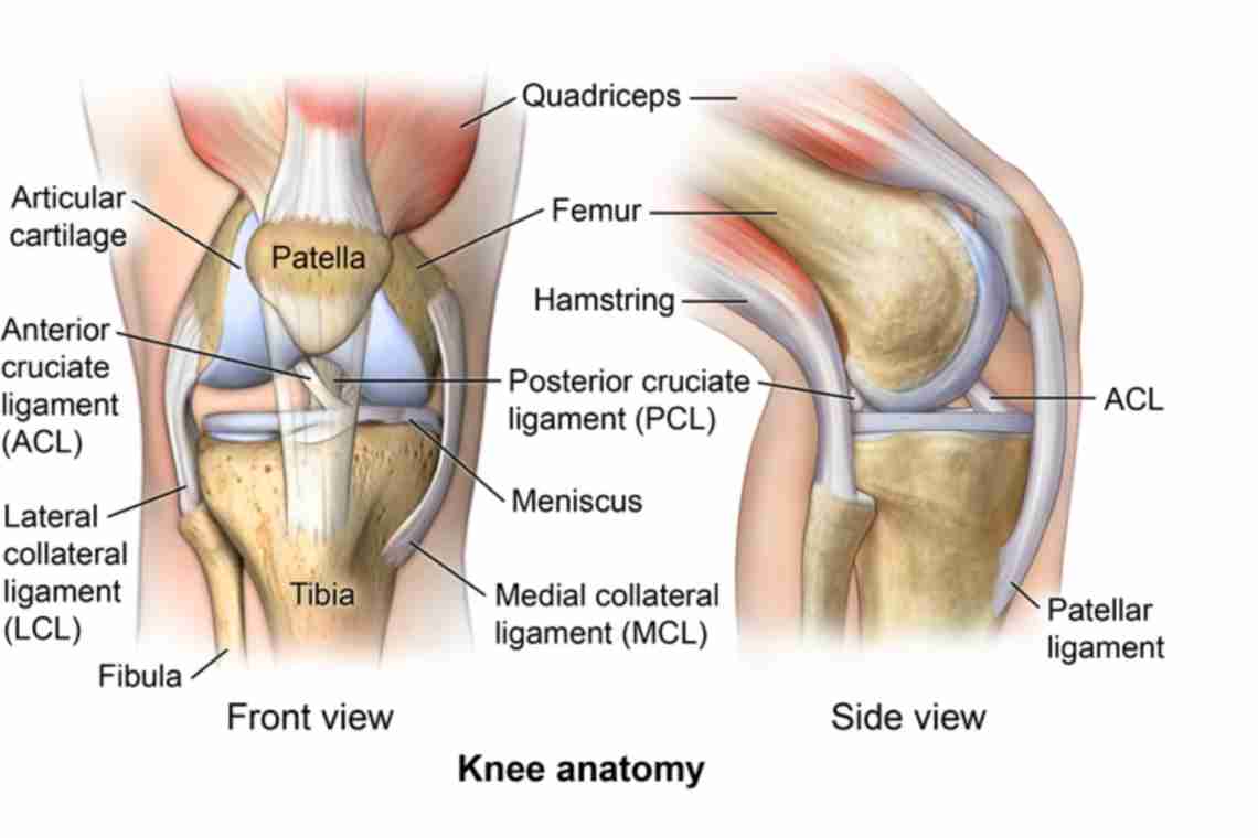 Коленный сустав анатомия связки надколенника