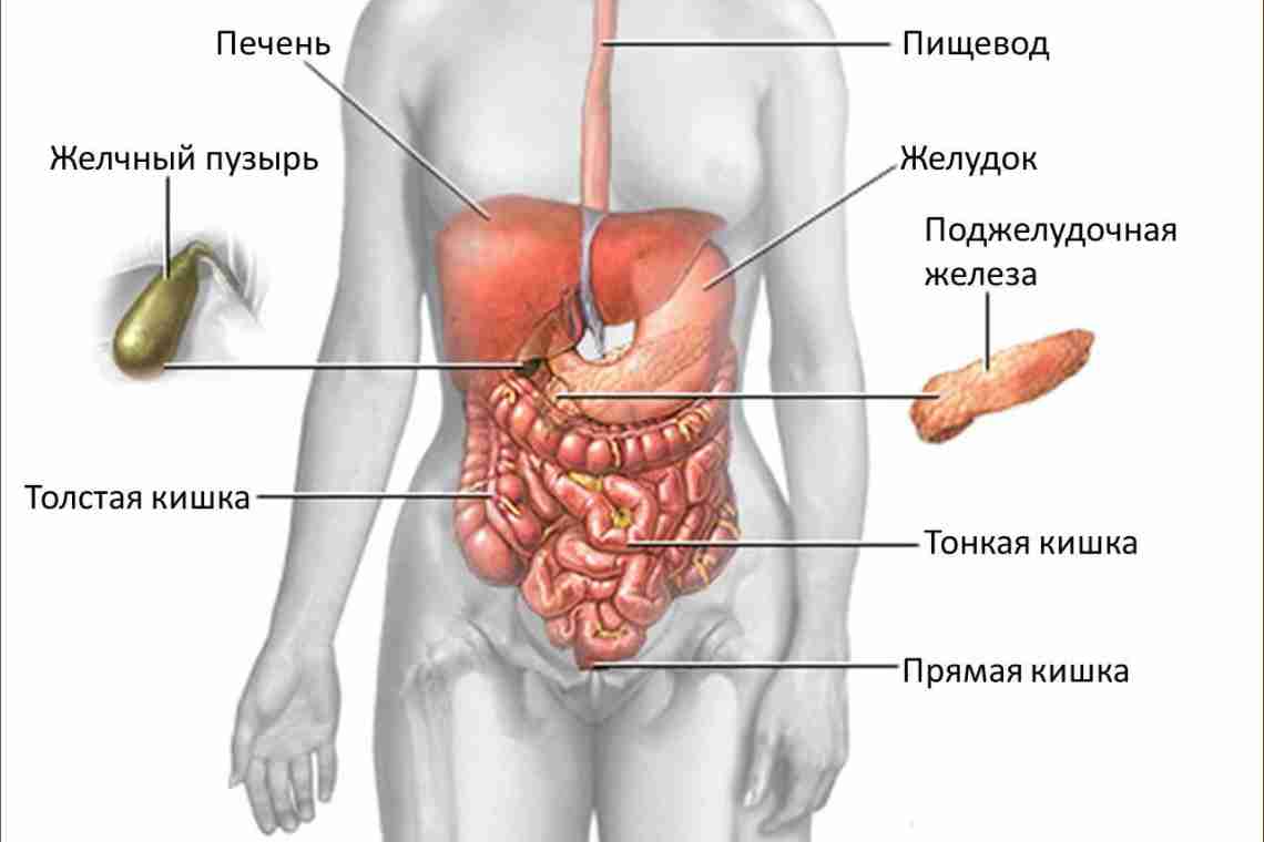Органы человека желчный пузырь. Анатомия человека внутренние органы желчный пузырь. Брюшная полость печень и желчный пузырь. Внутренние органы человека схема расположения желчный пузырь.