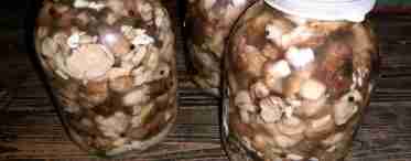 Подтопольники (грибы): рецепт засолки на зиму
