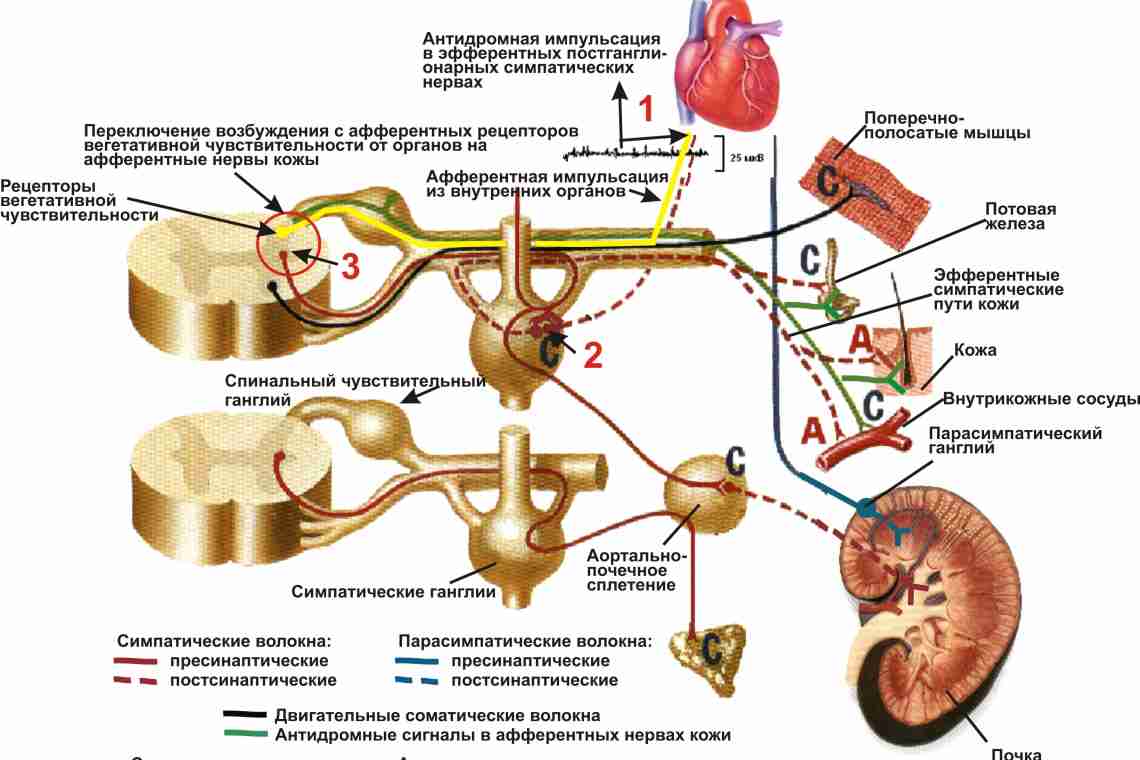 Соматическая нервная система и её роль в организме человека