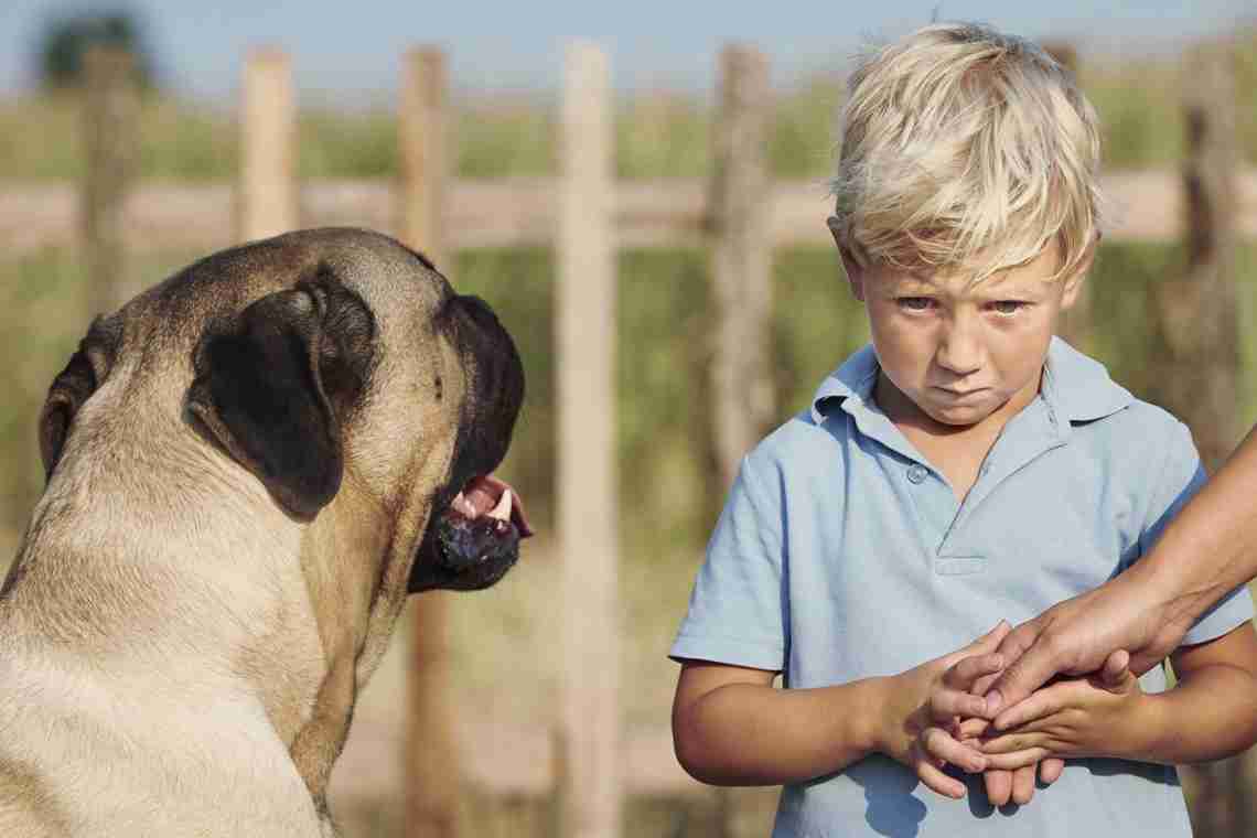 Как называется боязнь собак: описание фобии, причины, методы преодоления страха