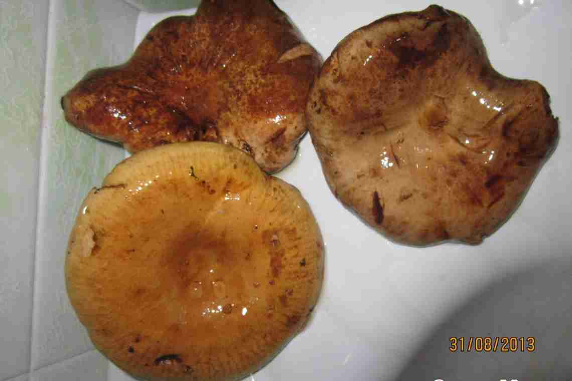 Как правильно и сколько варить грибы свинушки? Рецепт приготовления свинушек