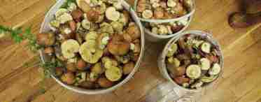 Боровики, маслята или шампиньоны. Как пожарить грибы с картошкой? Три способа