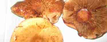 Рецепты домашней кулинарии: как приготовить грибы коровники