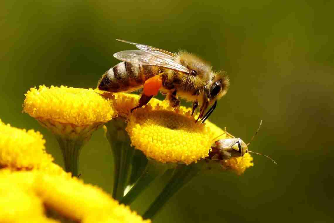 Пчелиный мед: польза и противопоказания