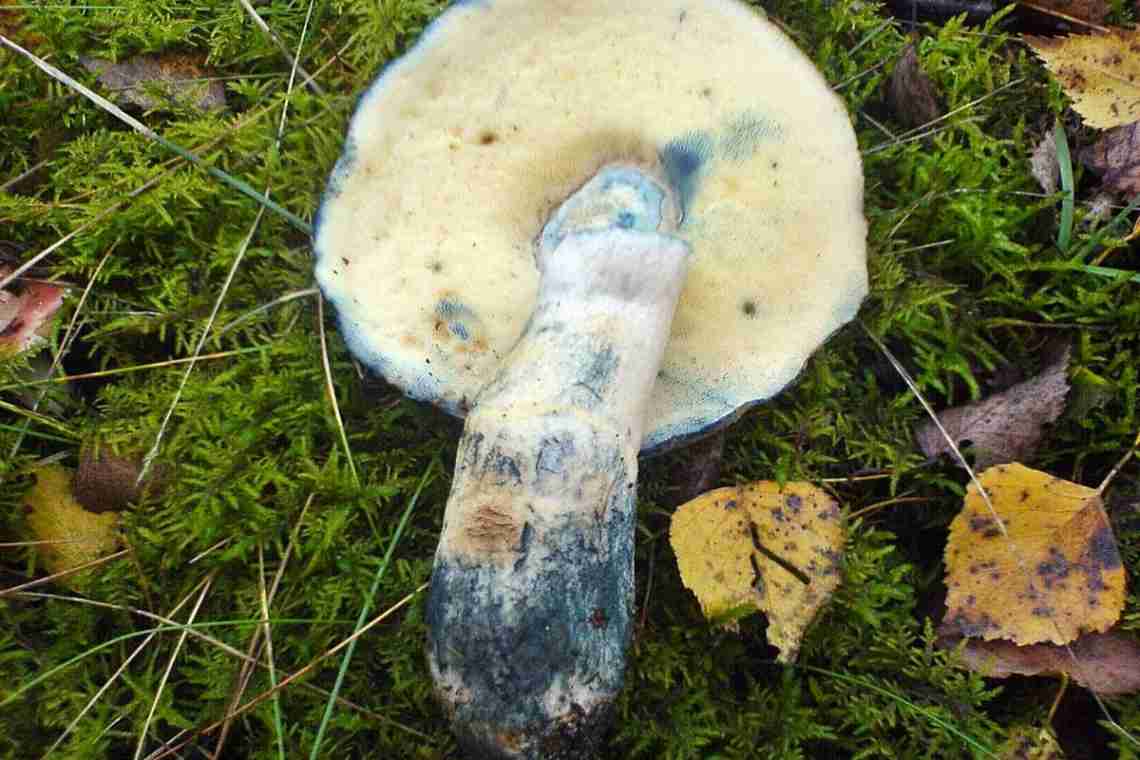 Что собой представляет гриб синяк?