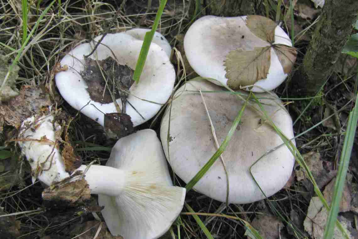 Скрипица - гриб, произрастающий в лиственных рощах