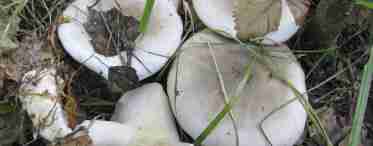 Скрипица - гриб, произрастающий в лиственных рощах