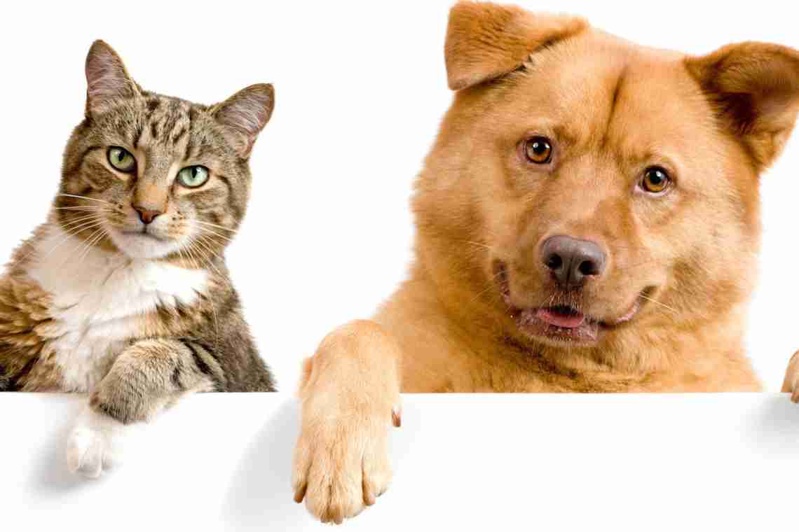 Собака или кошка: что выбор домашнего питомца говорит о вас по мнению психологов