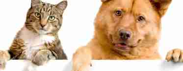 Собака или кошка: что выбор домашнего питомца говорит о вас по мнению психологов