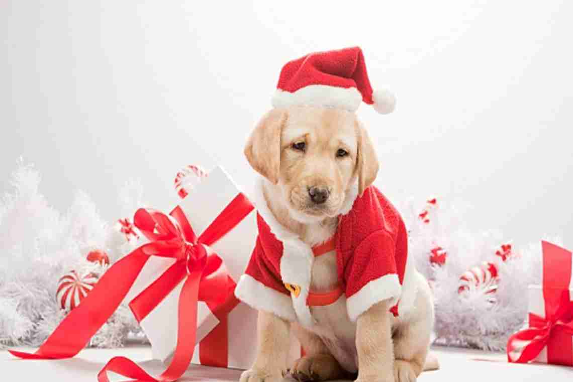 Что можно и нельзя дарить на Новый год Желтой Собаки