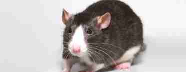 Боязнь мышей и крыс: как называется, причины и лечение