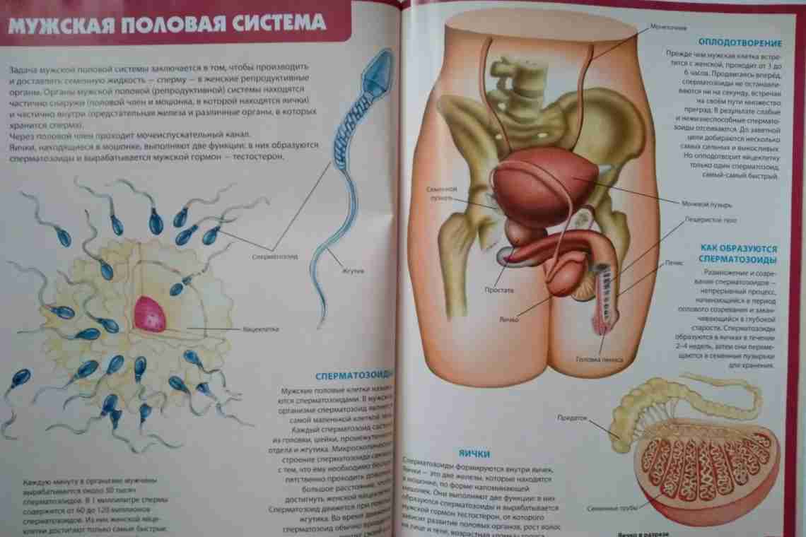 сперма в организме женщины может жить фото 18