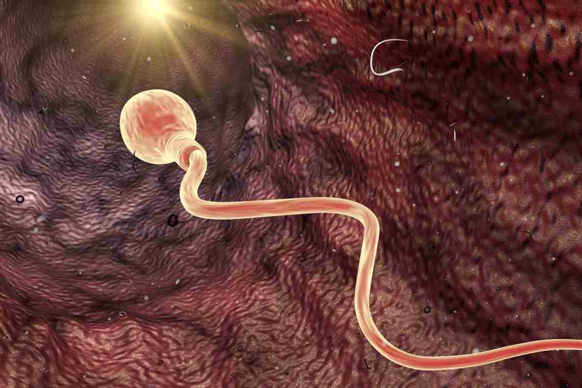 Сперматозоиды круглых червей
