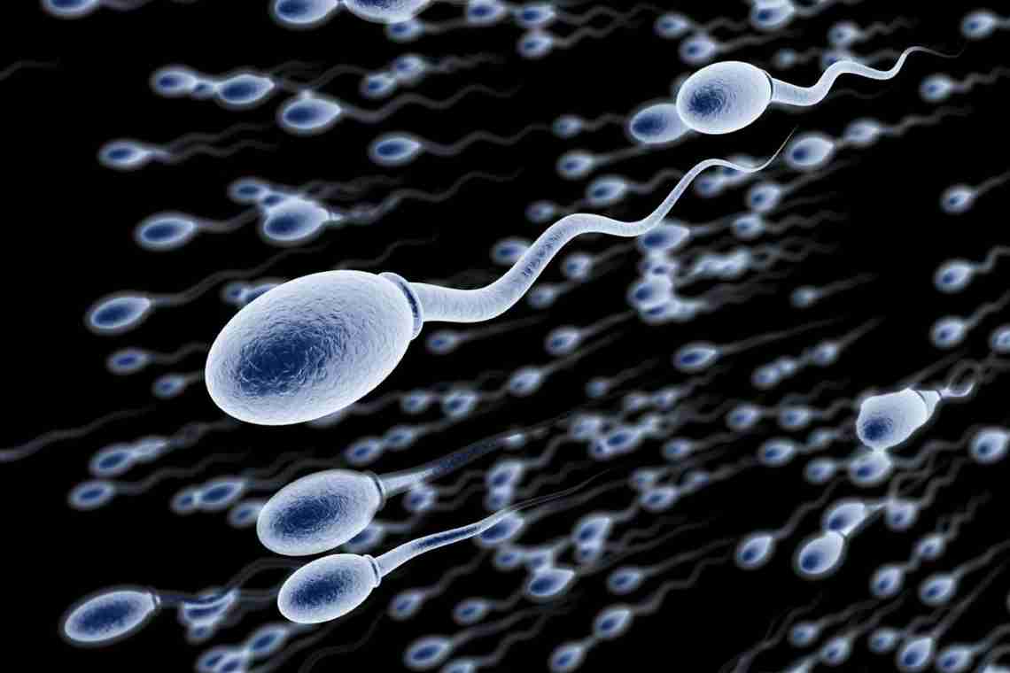 Продолжительность жизни сперматозоидов - особенности, условия и интересные факты