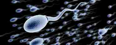Продолжительность жизни сперматозоидов - особенности, условия и интересные факты