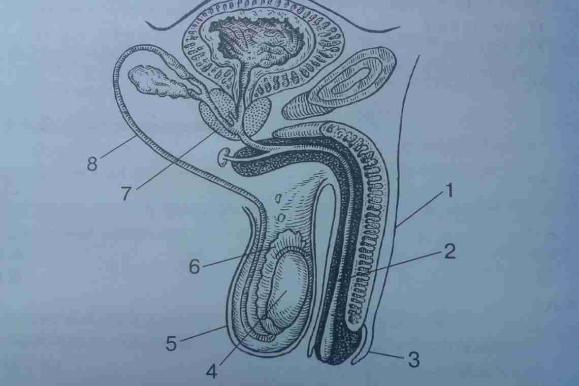Строение пениса и других органов мужской половой системы