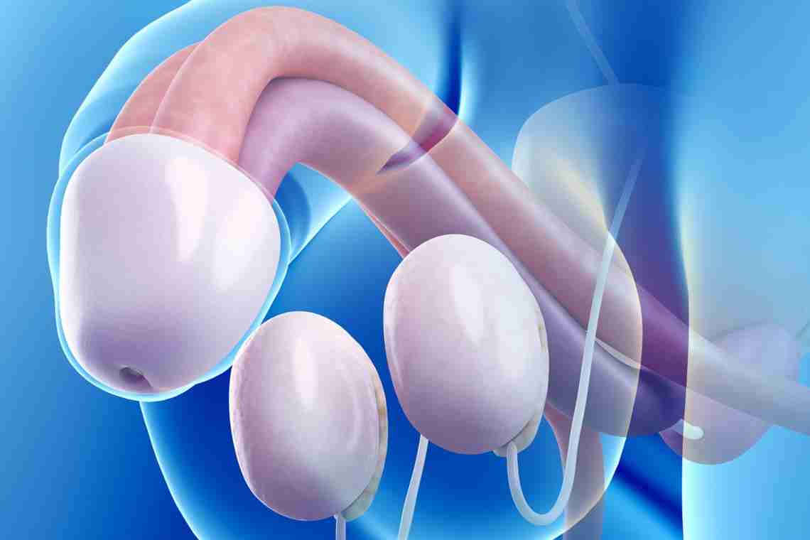 Уплотнение в мошонке: возможные причины, симптомы, лечение