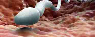 Может ли закончиться сперма: мифы и научные факты, мнения медиков