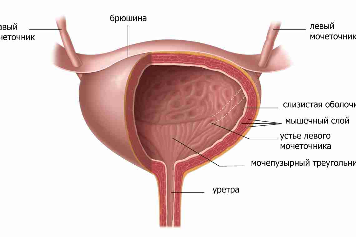 Объем мочевого пузыря у мужчин: описание, строение, функции