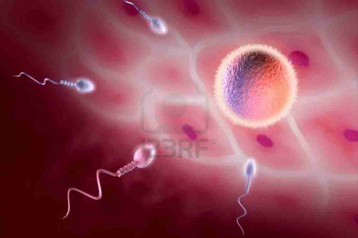 Созревание сперматозоидов: особенности процесса