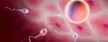 Созревание сперматозоидов: особенности процесса