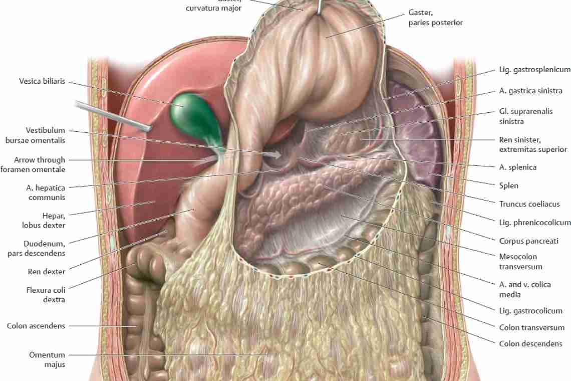 Строение брюшной полости человека. Анатомические особенности