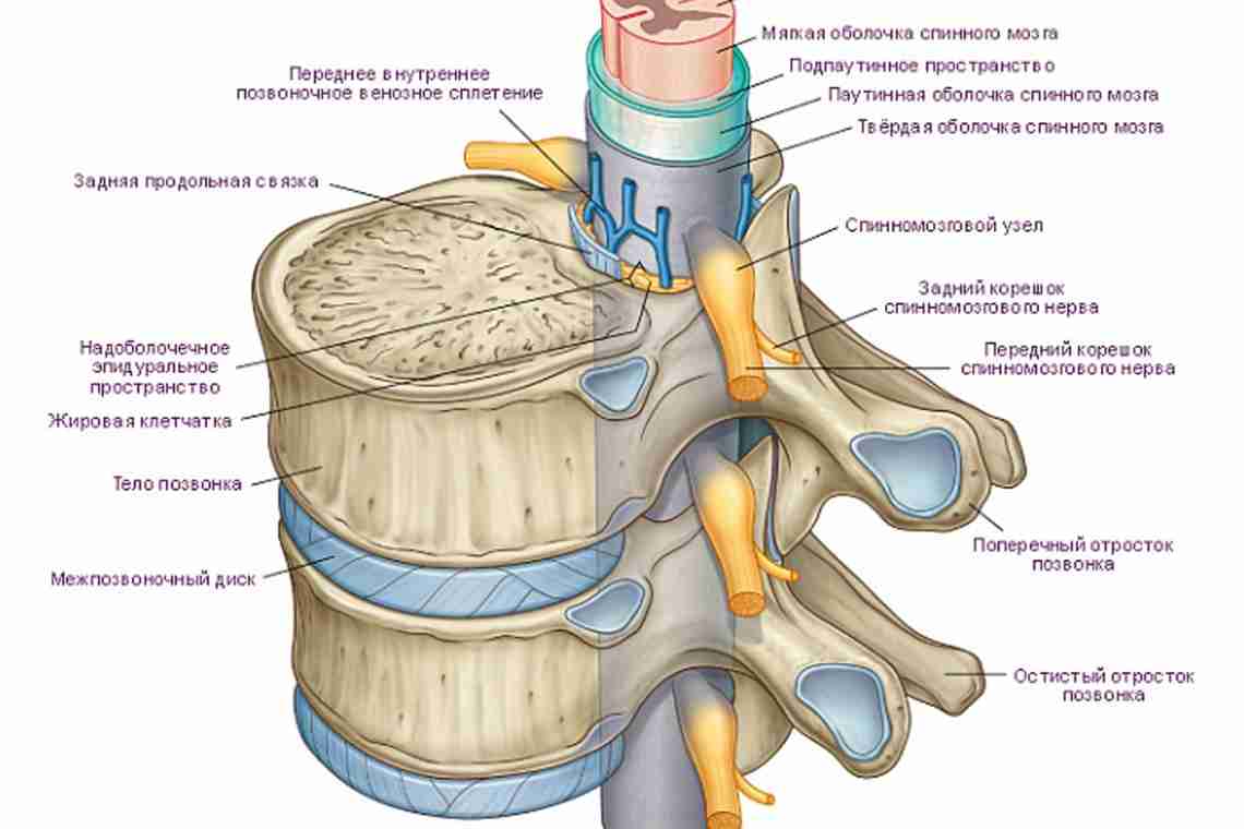 Спинной мозг: строение и функции