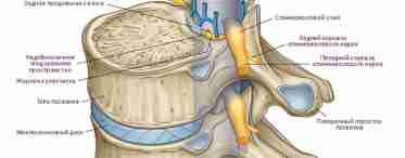 Спинной мозг: строение и функции