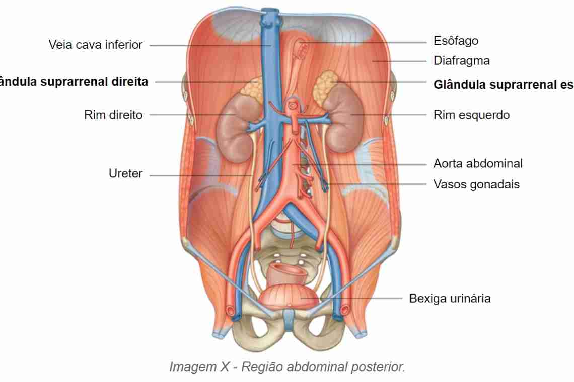 Органы брюшной полости человека
