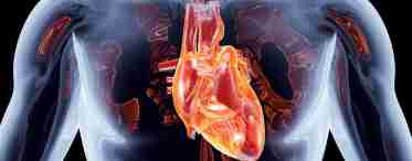 Сердечно-Сосудистая Система – одна из важнейших систем организма
