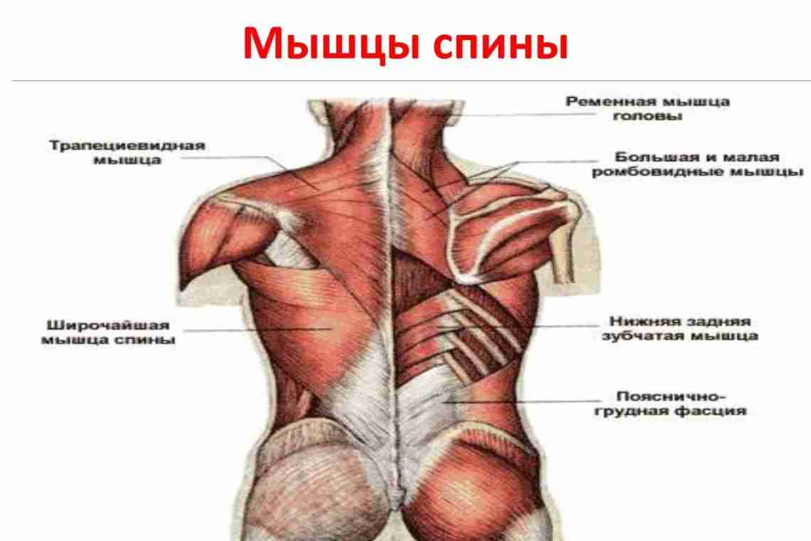 Мышцы спины. Анатомия мускулатуры спины.