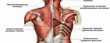 Мышцы спины. Анатомия мускулатуры спины.