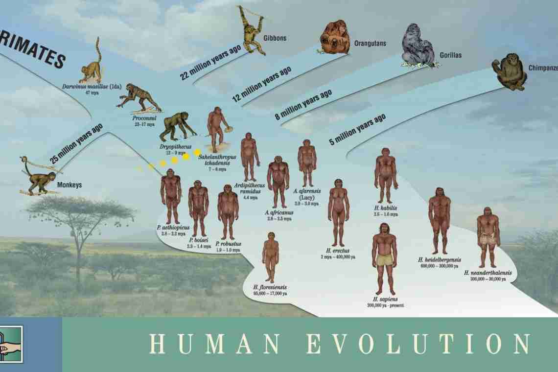 Происхождение человека и стадии антропогенеза