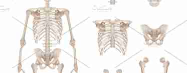 Сколько костей в теле человека всего