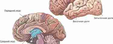 Строение и функции головного мозга