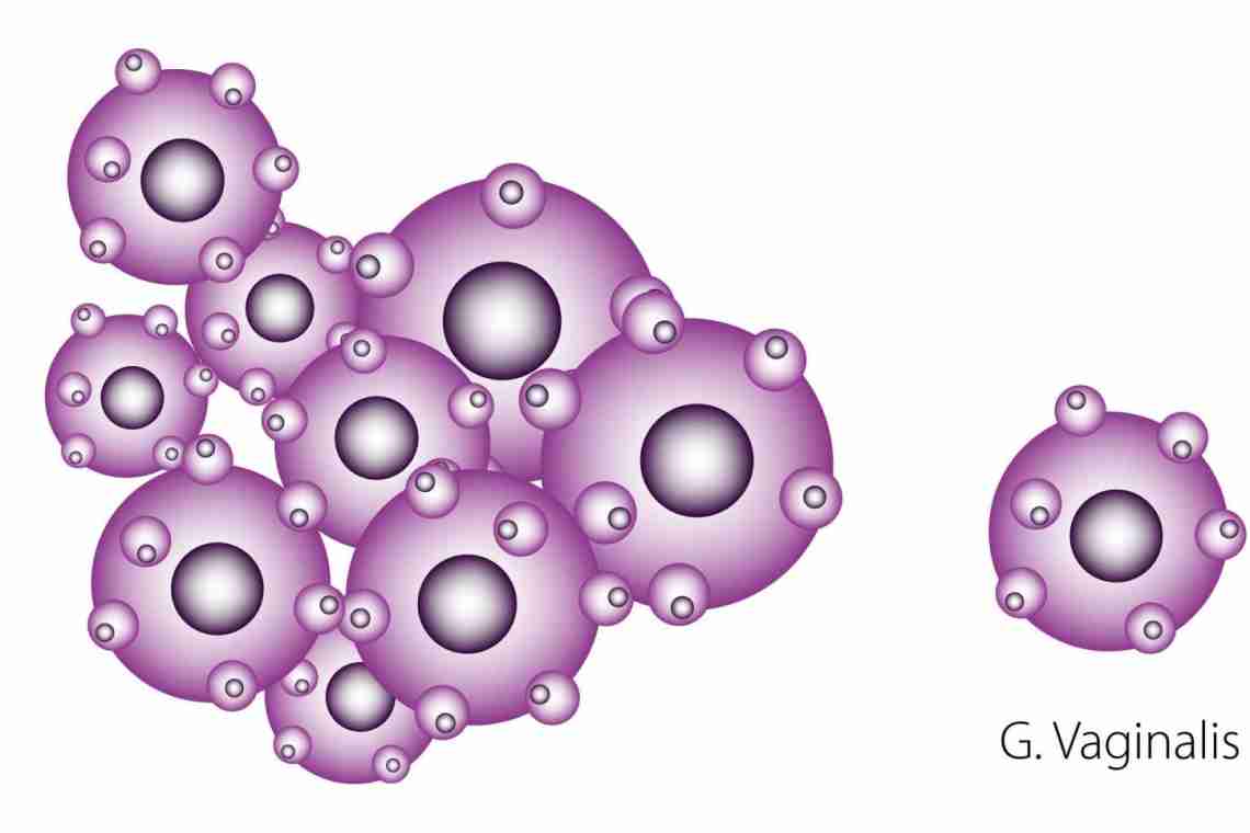 Gardnerella vaginalis. Гарднерелла вагиналис. Гарднелла 10×5-6.