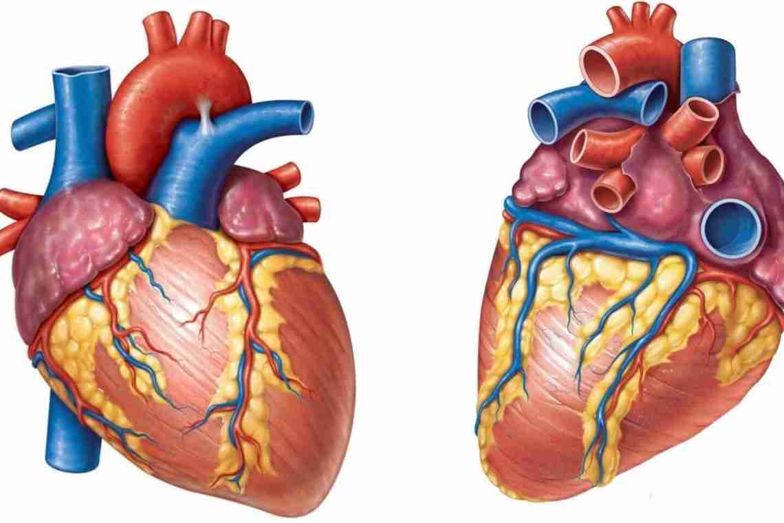 Анатомическое строение сердца человека
