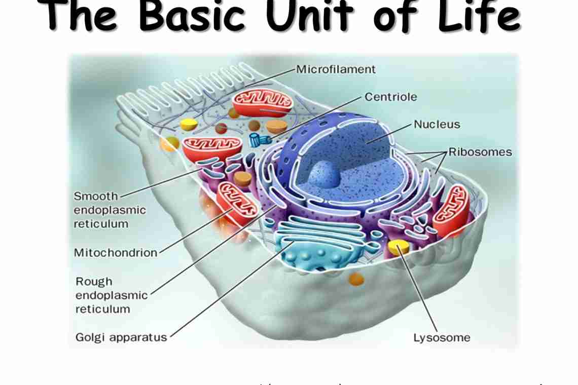 Функции рибосомы и других органелл клетки