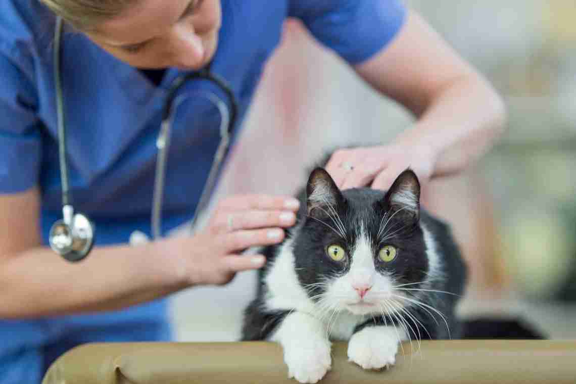 Самые распространенные болезни кошек – симптомы, на которые следует обратить внимание