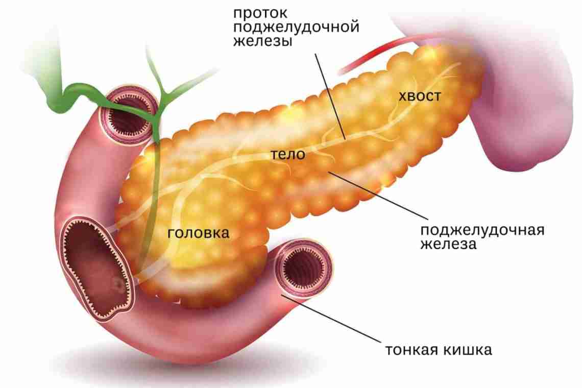 Размеры поджелудочной железы в норме и патологии