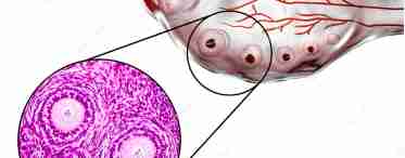 Что такое фолликулы в яичниках: стадии развития, размеры и количество