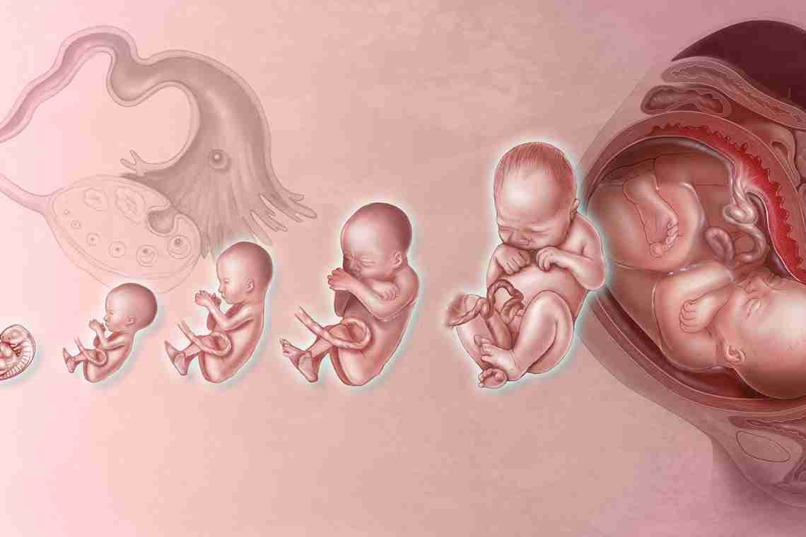 Будущим мамам: развитие эмбриона по неделям